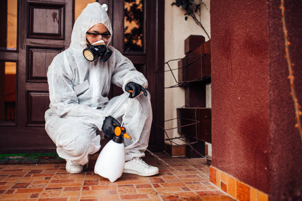 Attic and Crawl Space Rodent Treatment in Novato