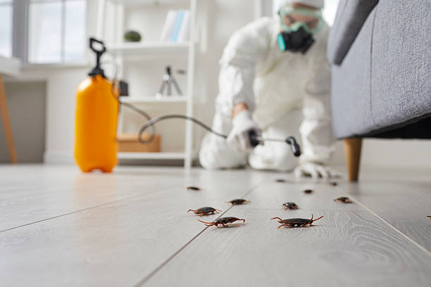 Commercial Rodent Management in Novato